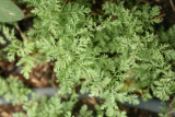 Artemisia pontica RCP5-2014 186.JPG